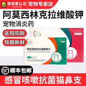 中农速宠诺宠物消炎药猫狗猫鼻支皮肤病感冒胃肠炎阿莫西林消炎片