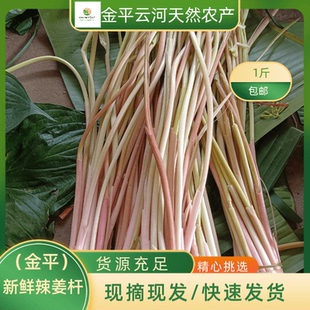 【坏果包赔】金平本地山毛野菜云南新鲜野辣姜杆现剥现发云南特产