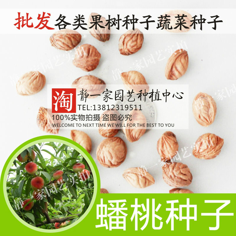 果树种子 林木种子 桃子种子 蟠桃种子 发芽高 四季播水蜜桃种子