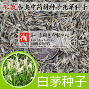 当年新采 白茅种子 茅针种子 茅根种子 茅种子 耐荫 耐瘠薄 干旱