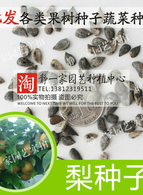 杜梨嫁接海棠林木种子