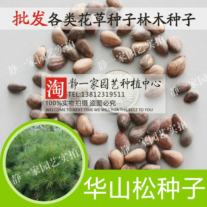 华山松种子 日本五针松种子 松树种子 白松种子 青松种子