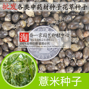 薏米种子薏苡仁小薏米籽苡米薏仁米种子包邮中药材种子草珠子种子