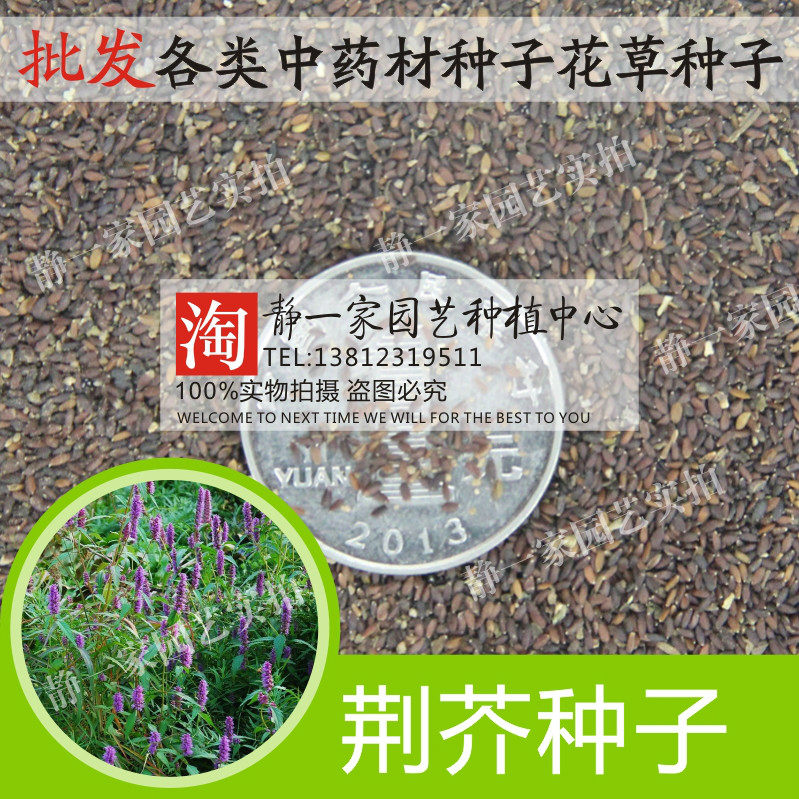大叶荆芥种子批发生调做汤阳台盆栽四季播种荆芥籽农家菜园蔬菜种