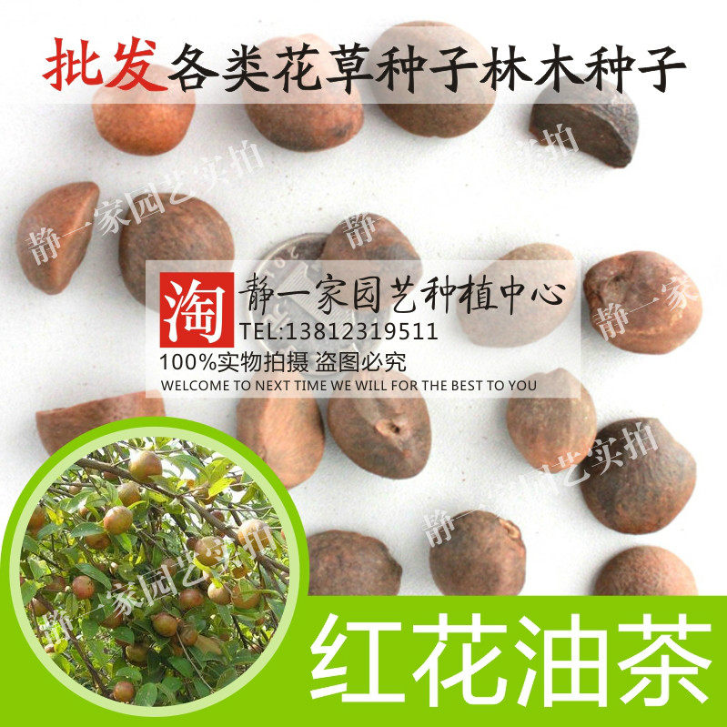 油茶种子 大果红花油茶种子 白花油茶种子 茶花山茶 茶树油茶树籽