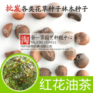 油茶种子 大果红花油茶种子 白花油茶种子 茶花山茶 茶树油茶树籽