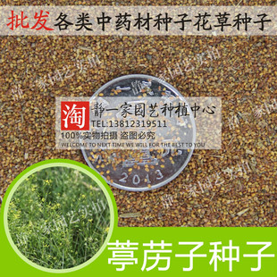 葶苈子种子葶苈种子 北葶苈子 宽叶葶苈 光果葶苈籽中药材种子