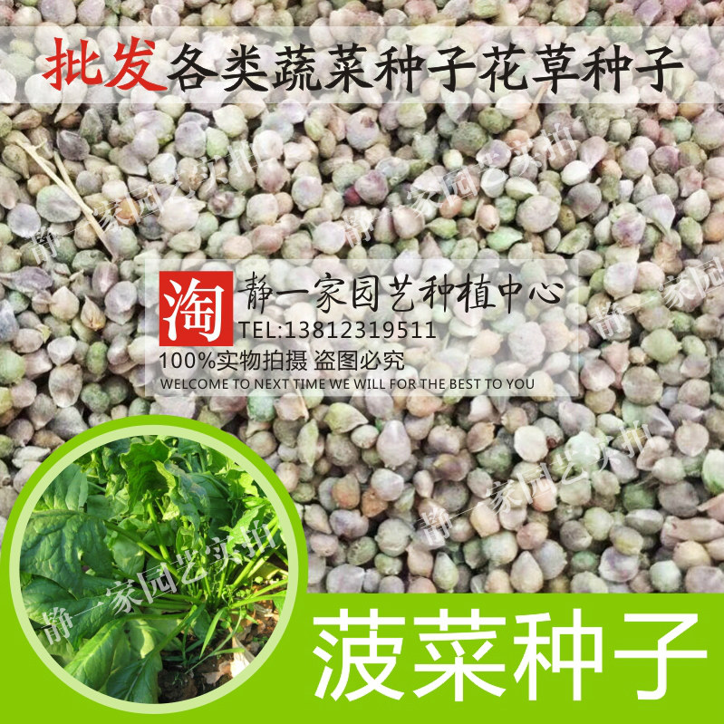 蔬菜阳台大叶菠菜现在种的