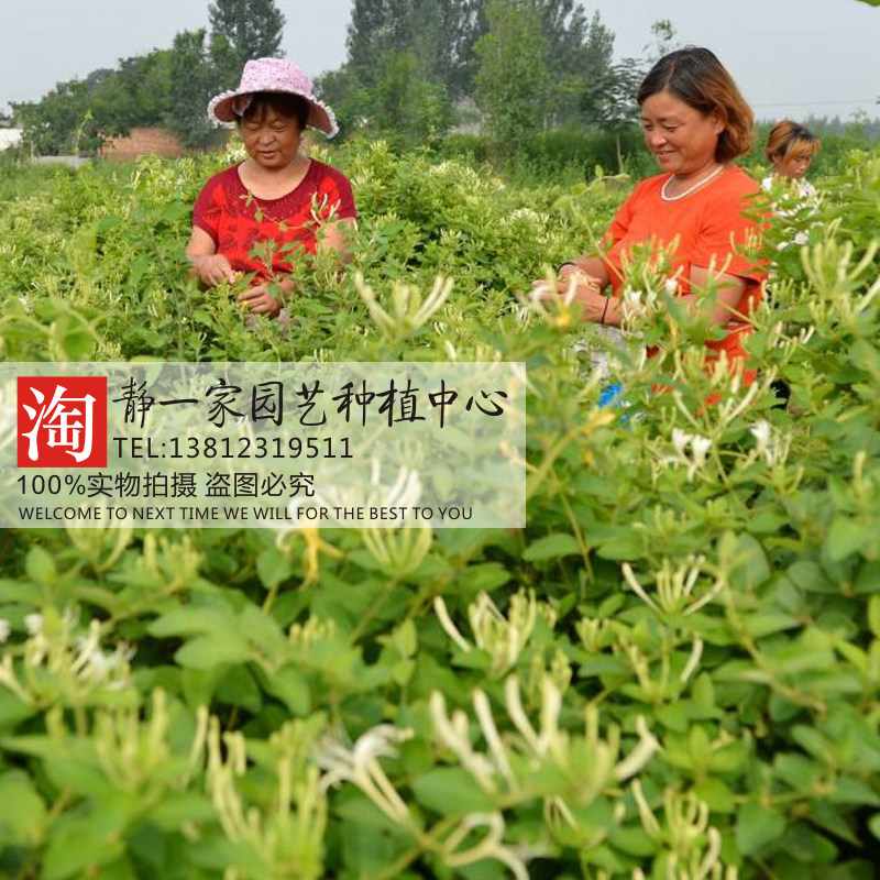 金银花苗野生中药材可食用种子
