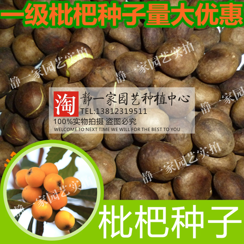 新采枇杷 枇杷种子 枇杷树种子琵琶种子可嫁果树林木种子水果种子