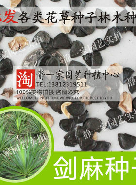 四季常青植物花卉种子包邮