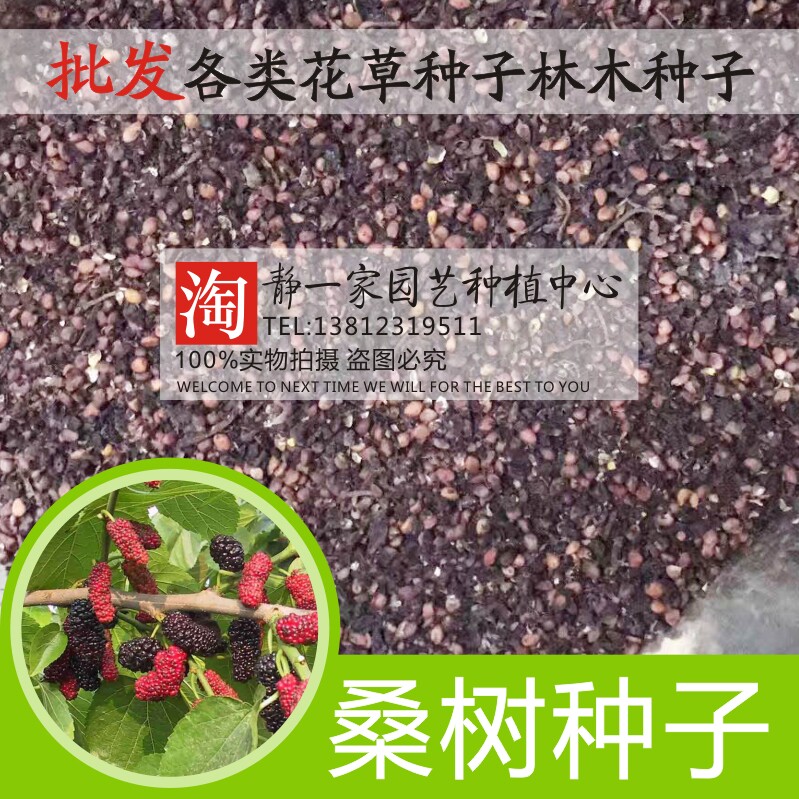 新桑树种子批发大叶桑树净籽桑葚种子 蚕桑果桑 桑叶可做蚕饲料