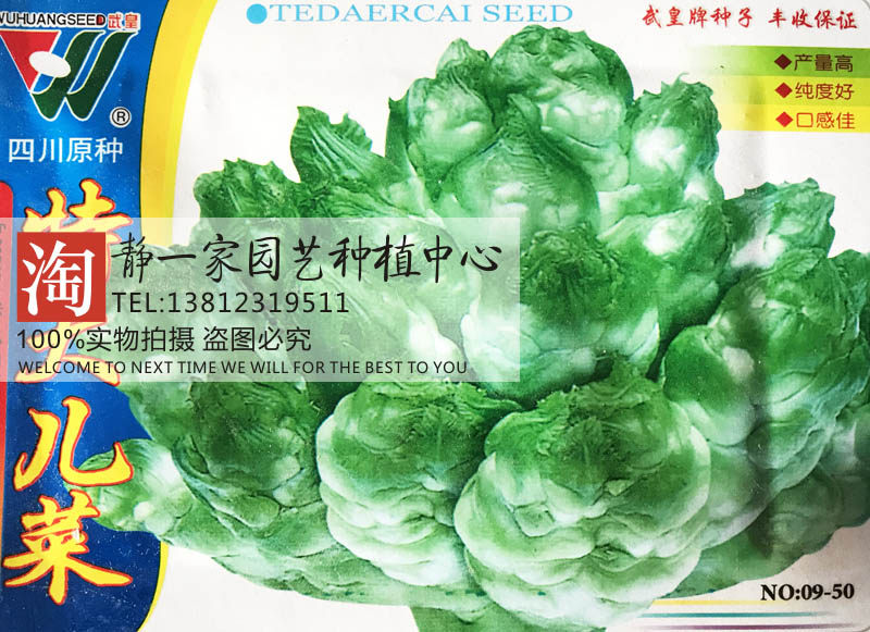 原装四川儿菜种子 早熟抱子芥娃娃菜胖儿菜秋季阳台四季蔬菜