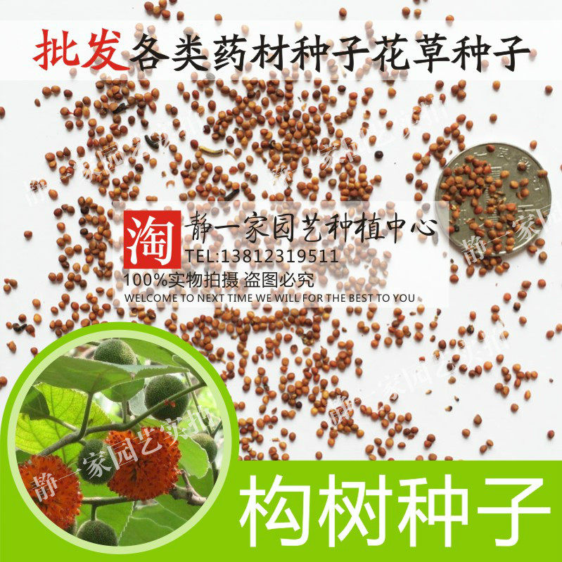 散装杂交构树种子构树苗 构桃树沙纸树 构乳树楮树楮实子谷浆树