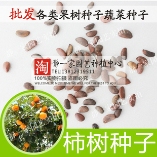 散装柿树种子批发 柿子花 柿子树种子 果树种子 草莓柿子包邮