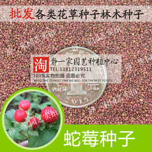 蛇莓种子蛇泡草 蛇蛋果 蛇果种子阳台盆栽蔬菜种子水果种子包邮