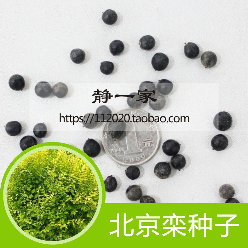 新采林木树种 黄山栾树种子 南栾灯笼树种子 北京栾树种子