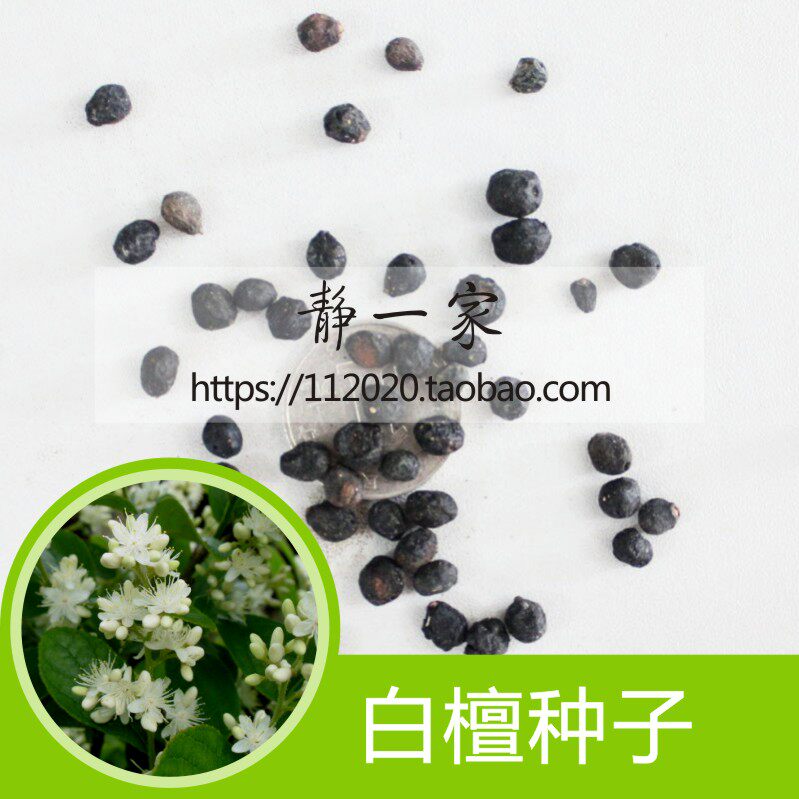 新采檀香种子批发 白檀种子 檀香树种子 林木种子 檀香木种子