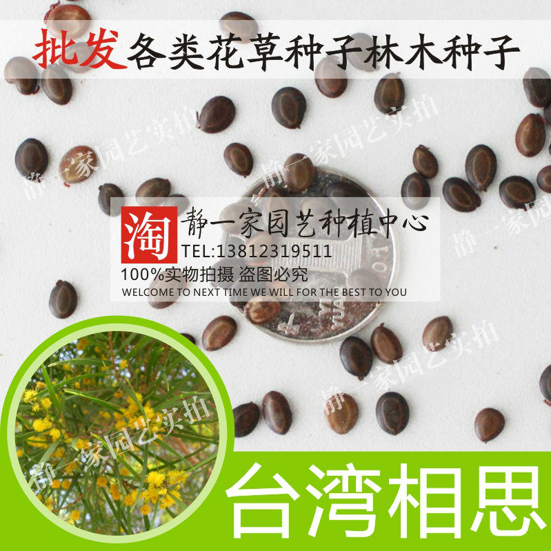 大叶相思树种子洋桂花种子相思耳果相思耳荚相思绿化观赏树苗种
