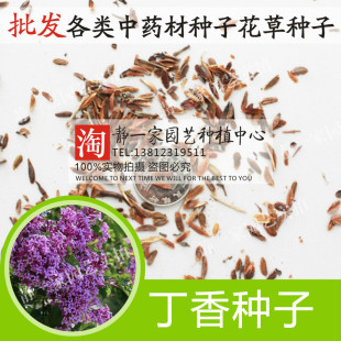新紫丁香种子 丁香树种子耐寒树种 白丁香小叶暴马丁香花种子批发