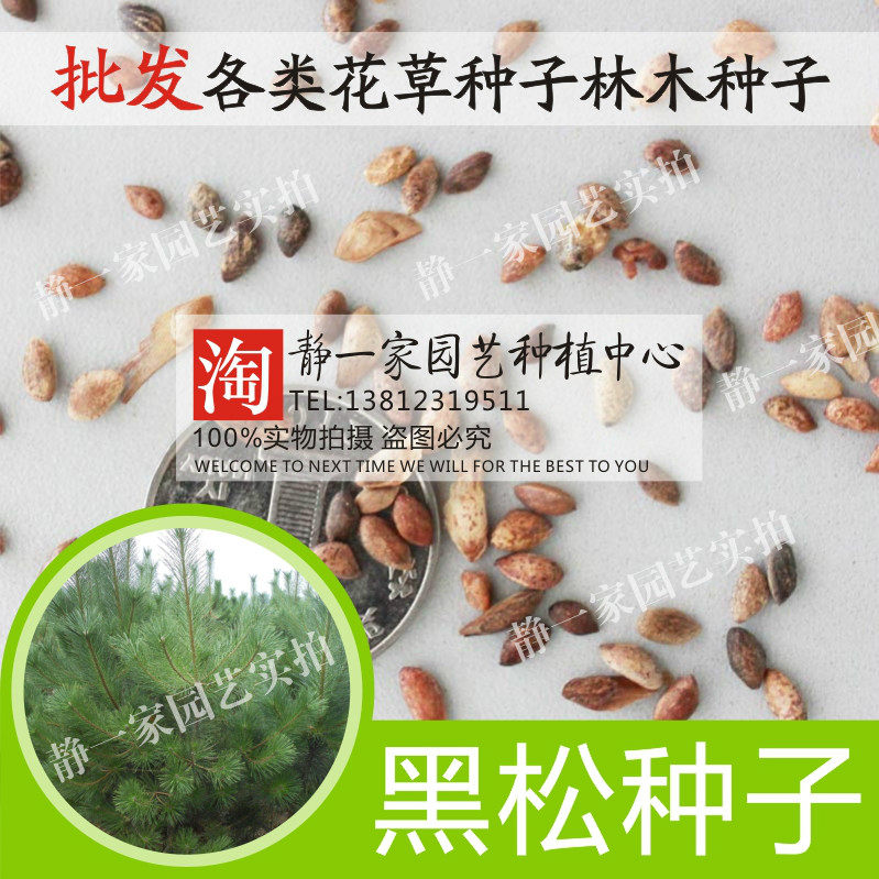 日本山东盆景松树种子