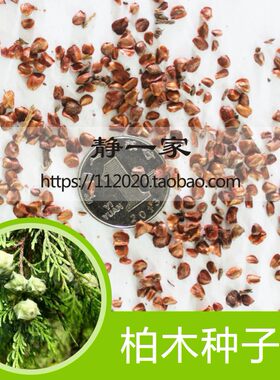 新采柏木种子 柏树 香扁柏垂丝柏璎珞柏 香柏木种子包邮