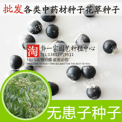 新采无患子种子批发 黄果树种子 油患子肥珠子无患子净籽林木树种