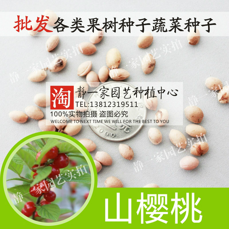 散装山樱桃种子 果树种子 林木种子  野樱桃种子 毛樱桃种子 包邮