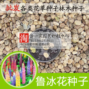 羽扇豆种子春秋播鲁冰花种子庭院绿化易种花种多年生盆栽花籽