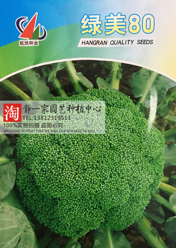 庭院阳台高产西兰花种子
