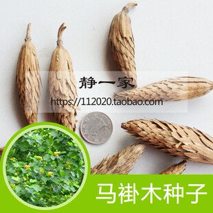 新采马褂木种子 双飘树 鹅掌楸 绿化行道林木苗木彩叶树种子