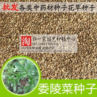 散装委陵菜种子批发 翻白草 白头翁 蛤蟆草 天青地白 四季播盆栽