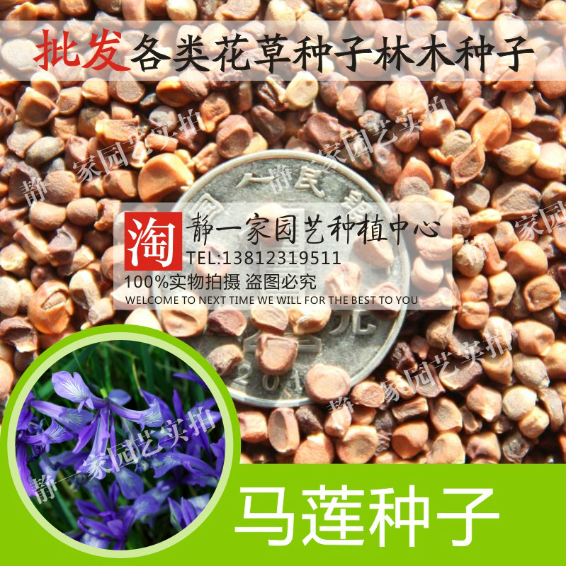 马莲种子 马莲花 蝴蝶花 马兰花种子 马蔺种子 四季易种花卉种子