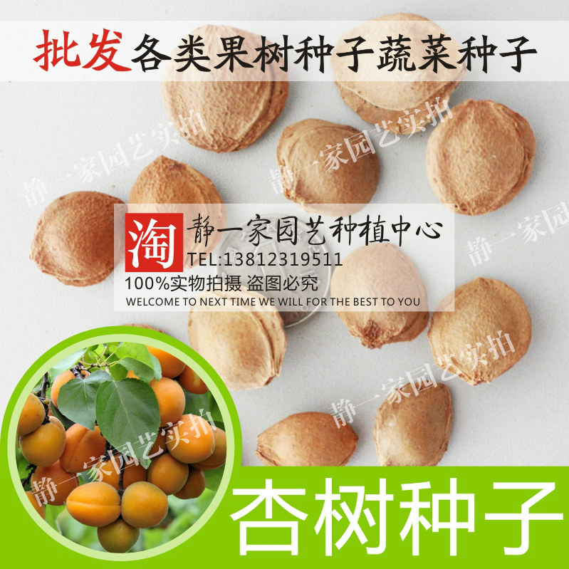 散装新采杏子种子批发 果树种子 杏树种子 杏核新种子 山杏种子