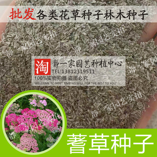 蓍草种子锯草花种子包邮耐寒花卉秋播植物景观园林花草籽香草种子