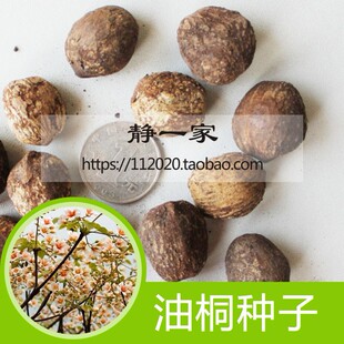 新采油桐种子油桐树种子桐油树种子桐子树光桐木油树林木种子批发