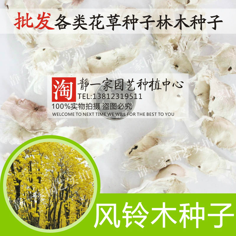 黄花风铃木种子批发 红花风铃木种子 绿化林木树种 庭院花卉种子
