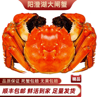 活蟹阳澄湖大闸蟹鲜活螃蟹全公蟹4.0两母蟹3.0两新鲜水产礼盒装
