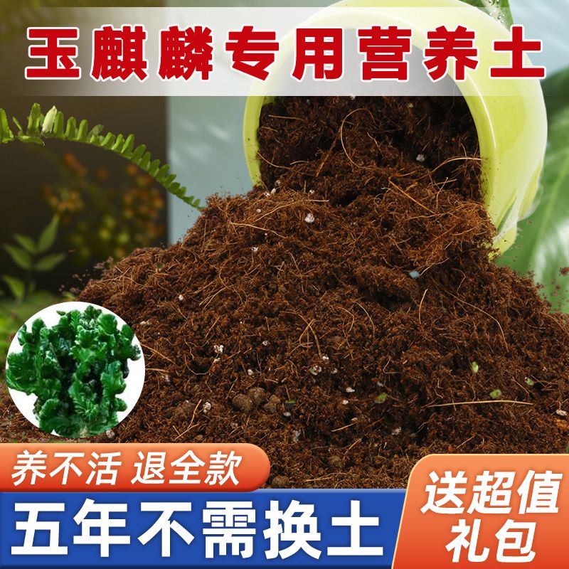 玉麒麟专用土家用盆栽营养土疏松透气酸性沙质土壤绿植园艺种植土