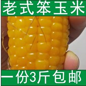 2025年现摘现发农村老玉米新鲜笨玉米苞米棒特产老黄玉米3斤 包邮