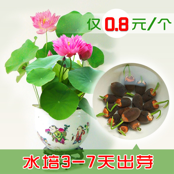 ÒÑ¿ª¿Ú Ëļ¾ÖÖÍëÁ«Ë®ÅàÖ²ÎïÖÖ×Ó ÊÒÄÚÅèÔԺɻ¨Ë¯Á«¸×ÍëÁ«»¨Åè°üÓÊ