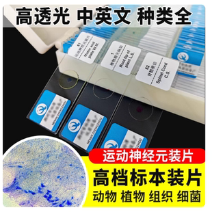 运动神经元装片盒神经组织切片生物玻片人体四大组织初高中观察