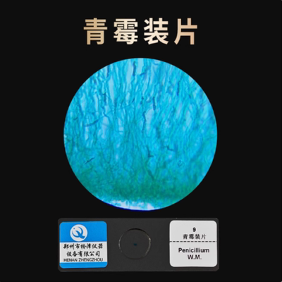 皖南43301 青霉装片曲霉装切片生物玻片小学初高中生物教学实验
