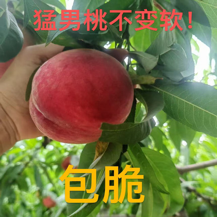 六月脆水蜜桃甜度16猛男桃不变软9斤天然无甜蜜素催熟激素礼盒装