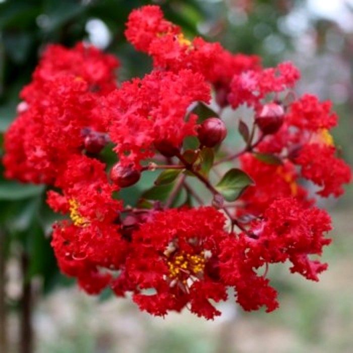 庭院行道绿植紫薇树苗进口红火球花期特长耐寒花卉观花苗木