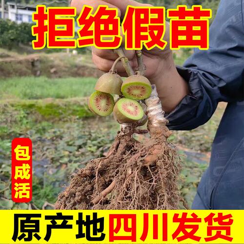 四川广元苍溪红心猕猴桃嫁接苗