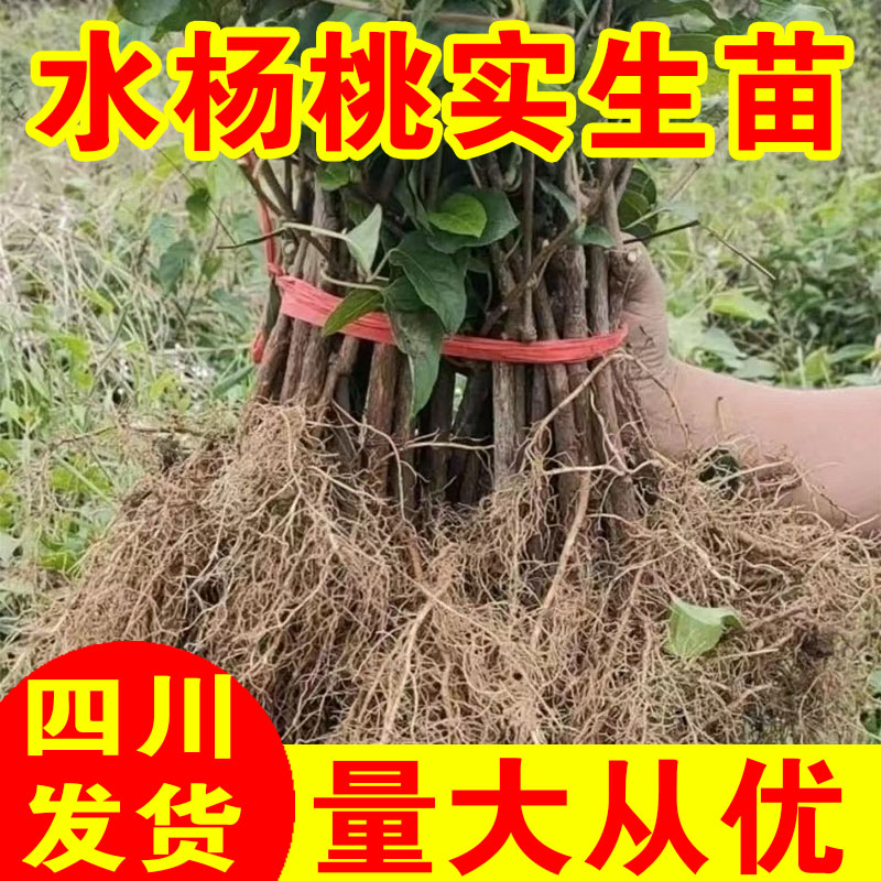 四川水杨桃实生苗扦插嫁接猕猴桃专用砧木对萼现挖现发批发基地