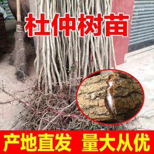 四川杜仲树苗中药材苗金丝药用杜仲树苗南北方种植批发正宗厚皮苗