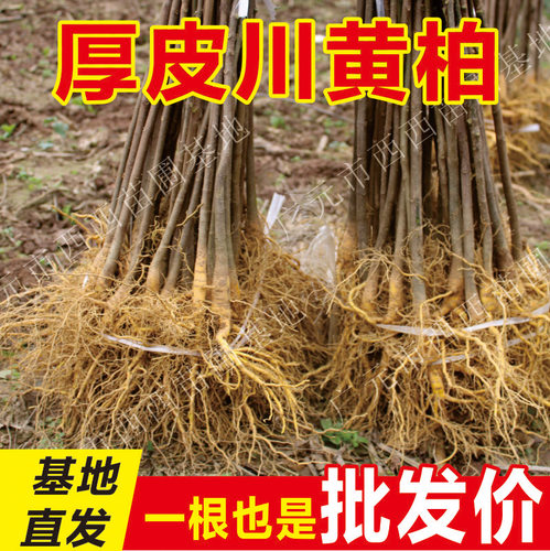 黄柏树苗小苗幼苗批发厚皮大叶