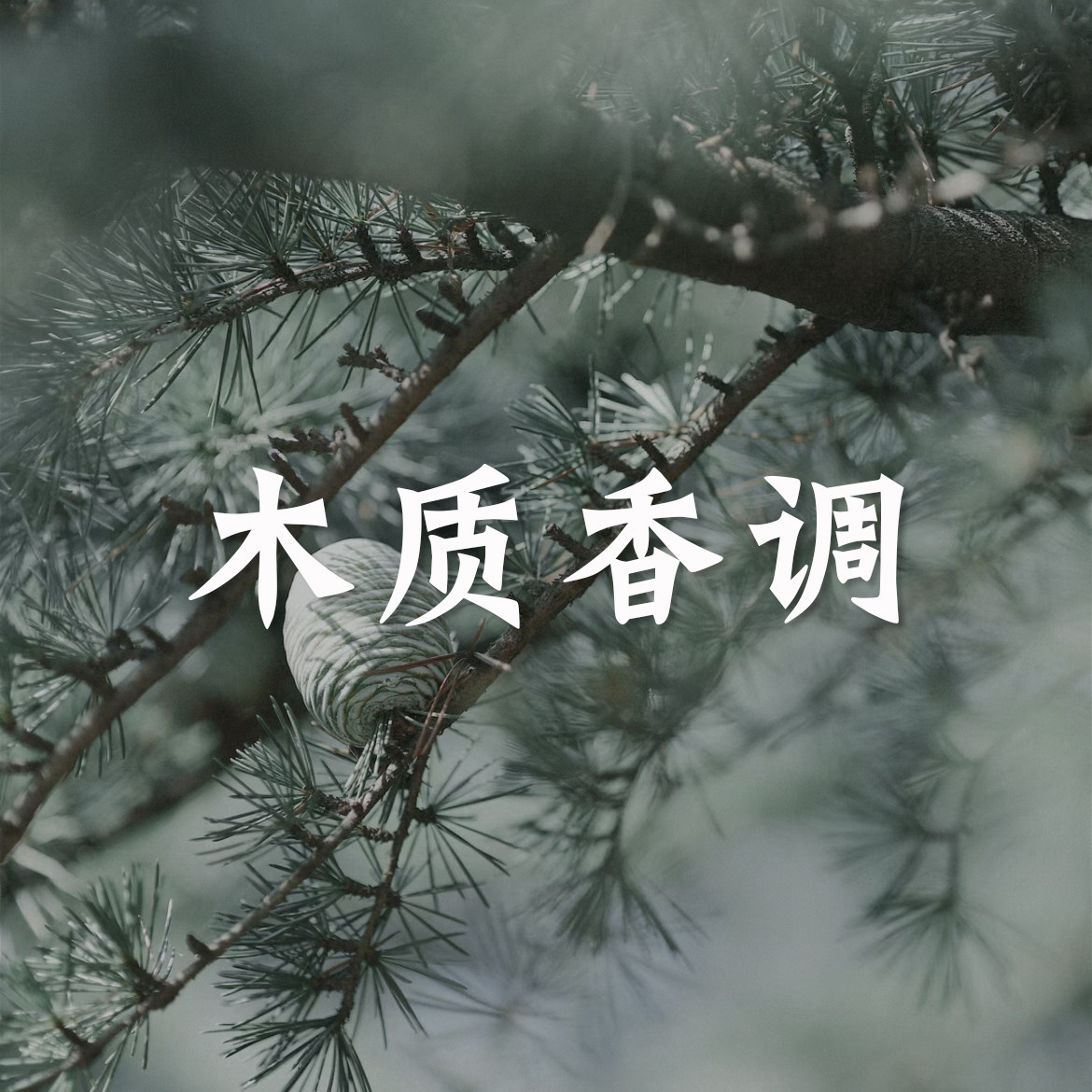 【老王香水实验室】精选木质香调推荐!